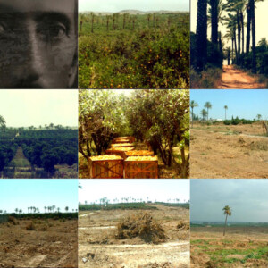 Suha Shoman, video stills - "Bayyaraatna" (our groves), 2009, 8 min.9’